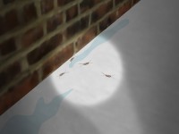 prichiny-pojavlenija-cheshujnic-v-kvartire