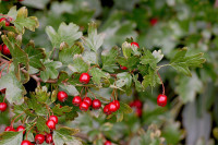 Живая изгородь из боярышника