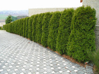 Живая изгородь из туи